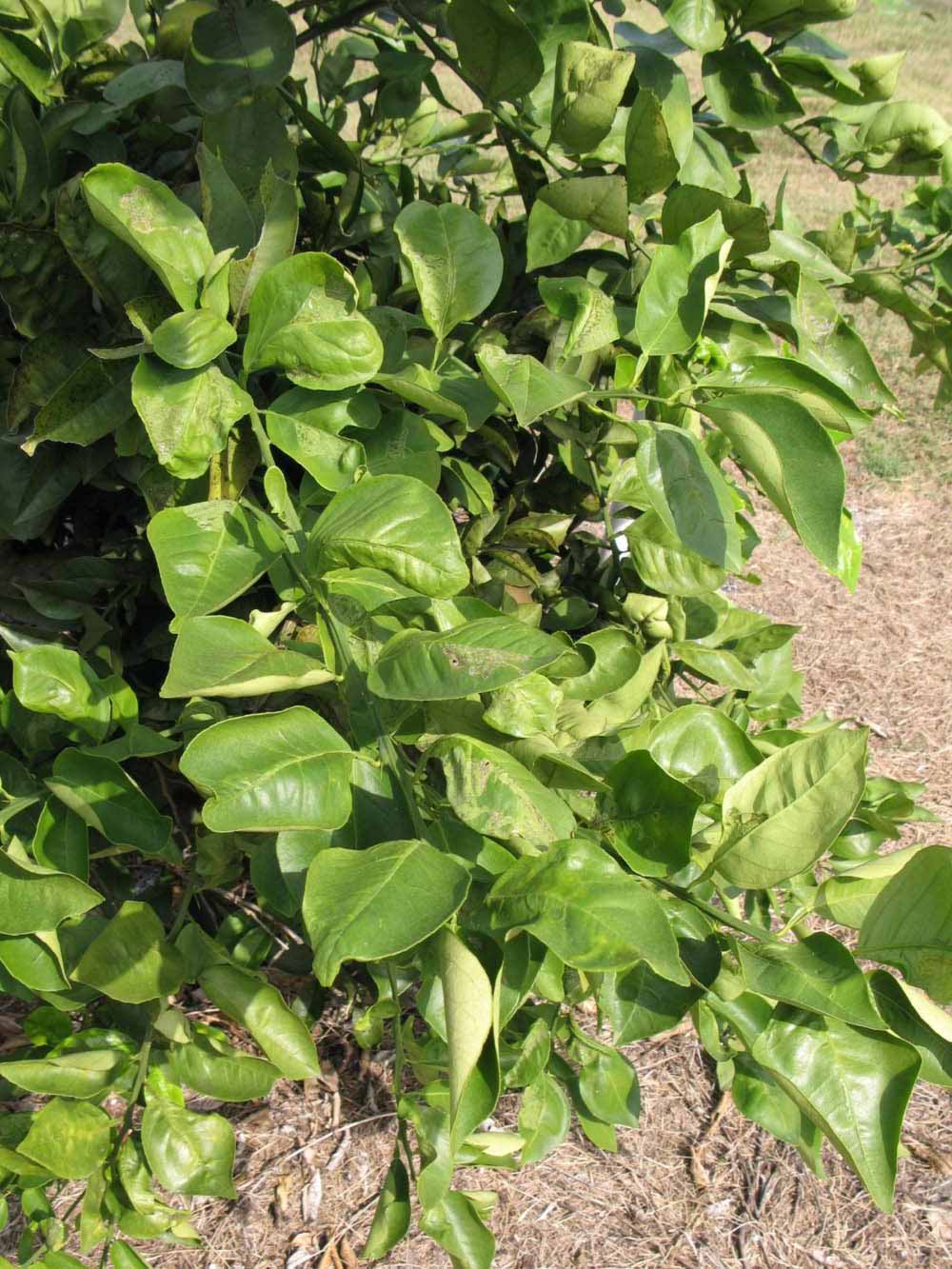            Sun leaves (Itaborai, Winter Haven, FL)   